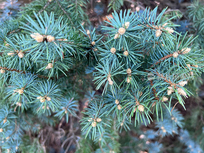 Blue Spruce